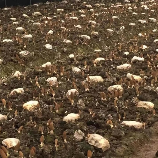 民和县羊肚菌菌种 羊肚菌栽配种！原种！！采用多饱子分离！高抗性菌种！出