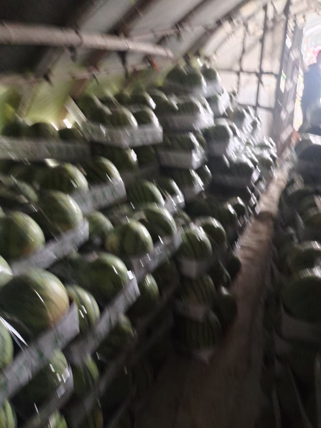 麒麟西瓜  精品麒麟瓜，瓜好味甜，支持全国出售。