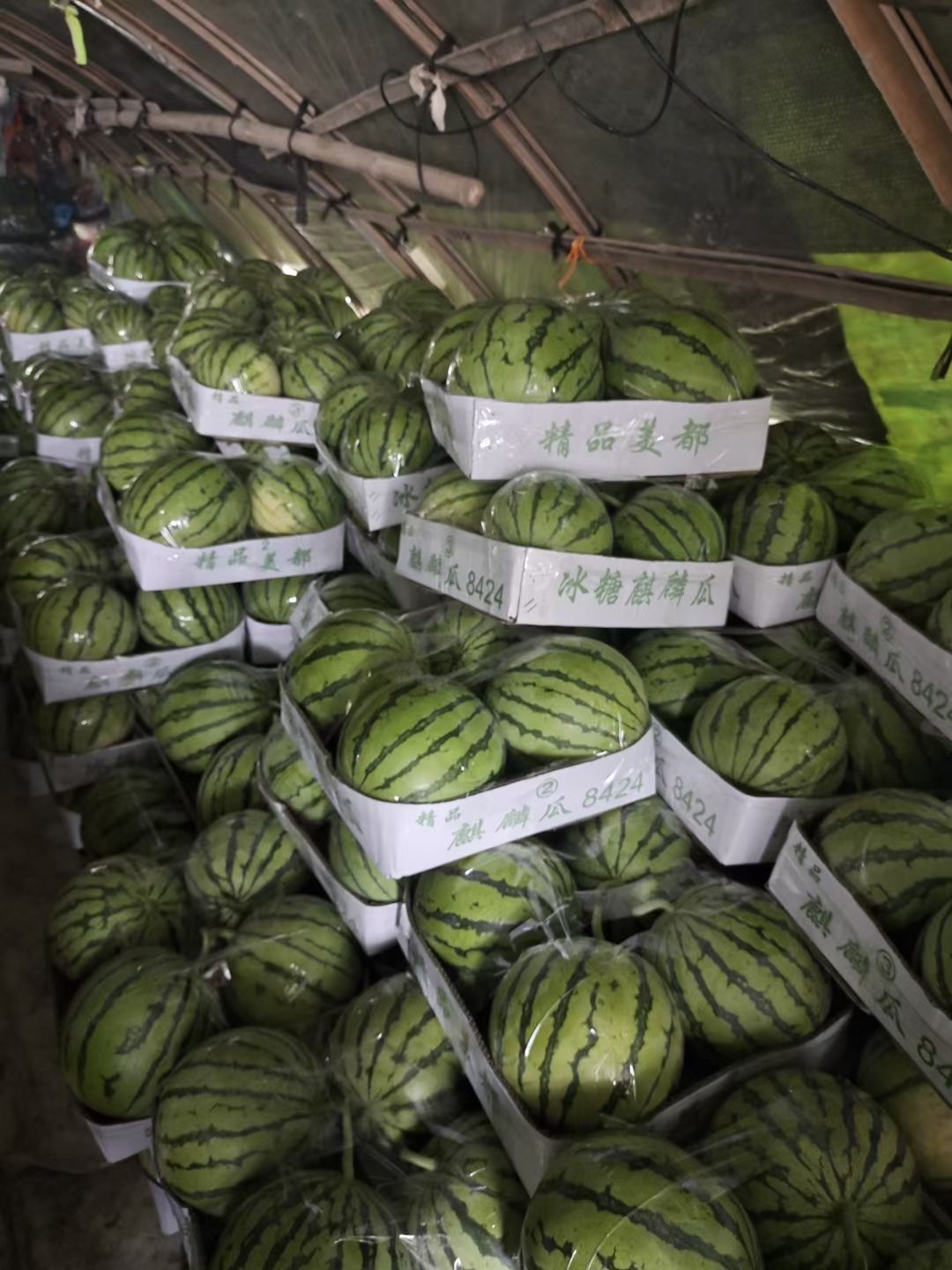 麒麟西瓜  精品麒麟瓜，瓜好味甜，支持全国出售。