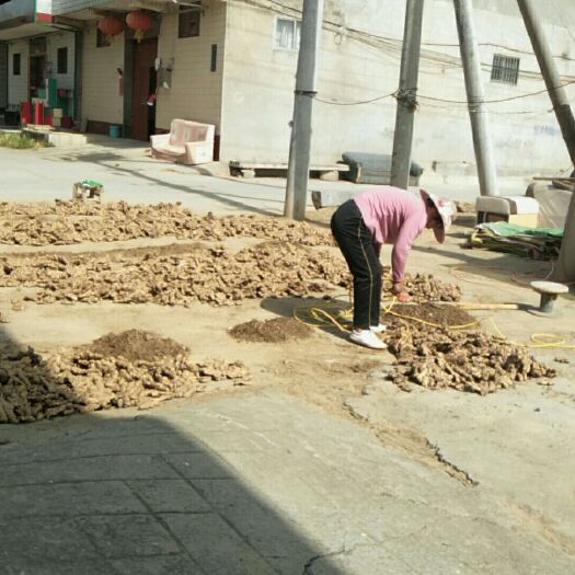 孟州市小黄姜 河南省焦作市孟州市 2~4两 带土 