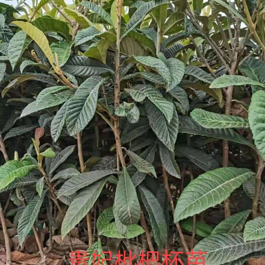 简阳市贵妃枇杷苗 贵妃枇杷树苗