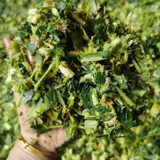 武汉新上市玉米秸秆青贮牛羊好饲料