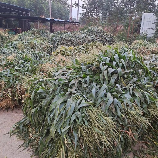 嘉鱼县 青储玉米秸秆