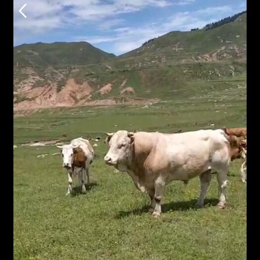 祁县西门塔尔牛 山西肉牛、西门塔尔，跑山小公牛，长期批发，货源充足！