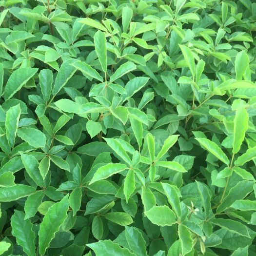 广州黄花风铃木