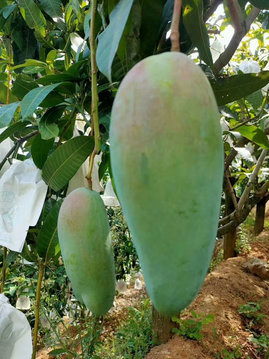 攀枝花金煌芒果