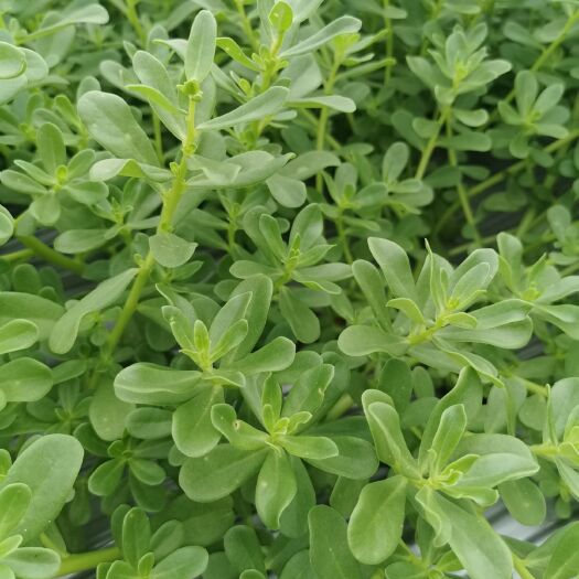 英德市马齿苋＜菜用＞