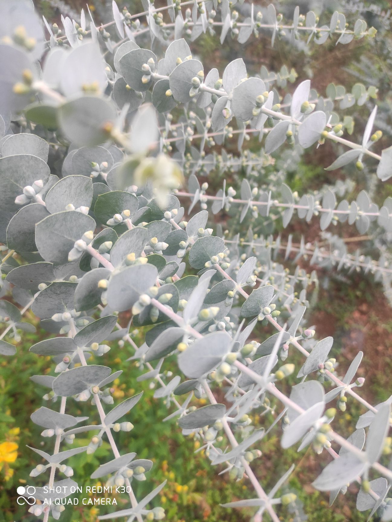 铜钱桉 鲜切花