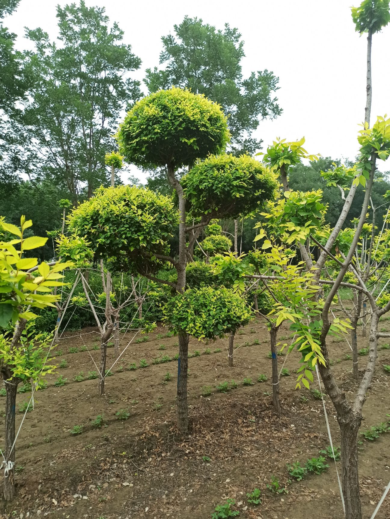 中华太阳李  太阳李球基地60-1.5米 80公分太阳李球