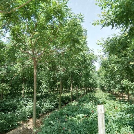 菏泽 北栾