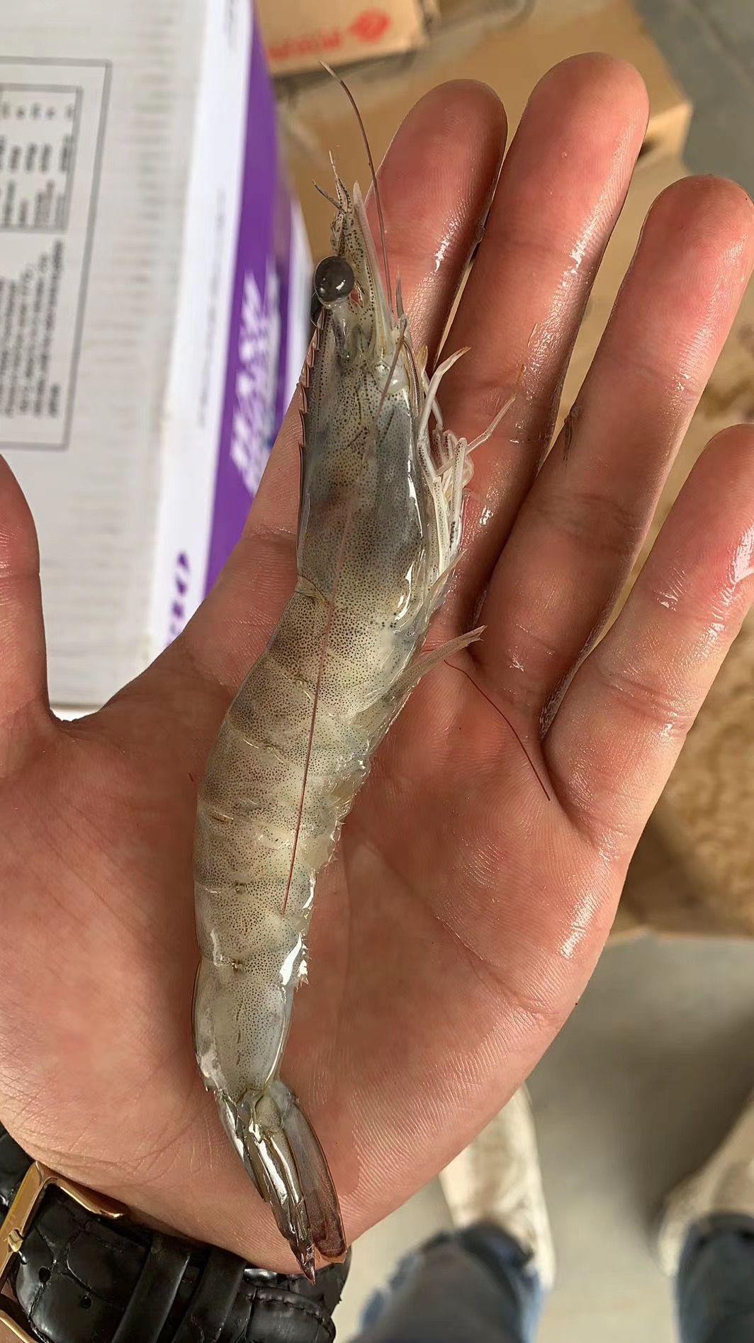 盐冻虾，海水大虾，对虾，南美白对虾青虾，大量有货，量大可谈