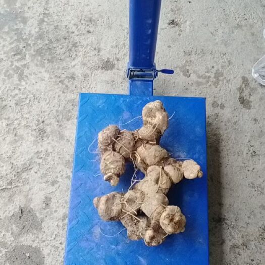 维西县中药材山药 黄金  新鲜