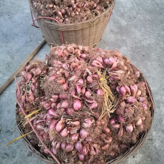 连州市小香葱种子 香葱种，葱头，二红葱种，百年品种