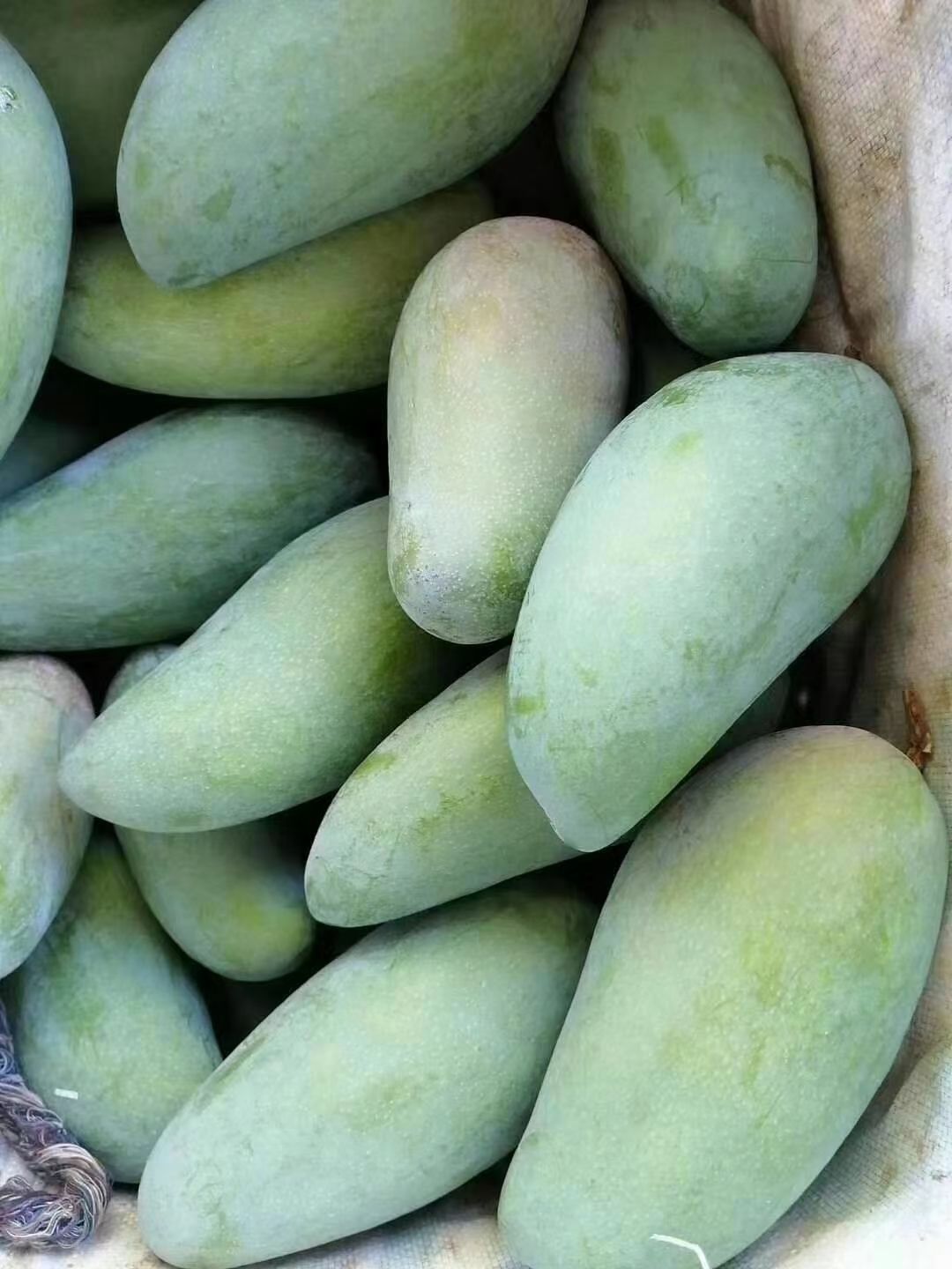 攀枝花金煌芒果