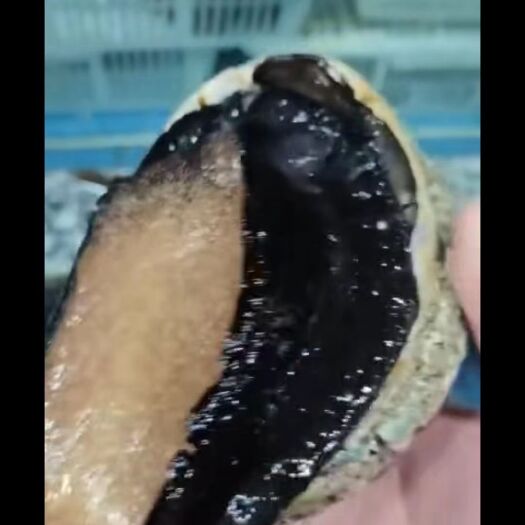 上海鲍鱼 澳鲍