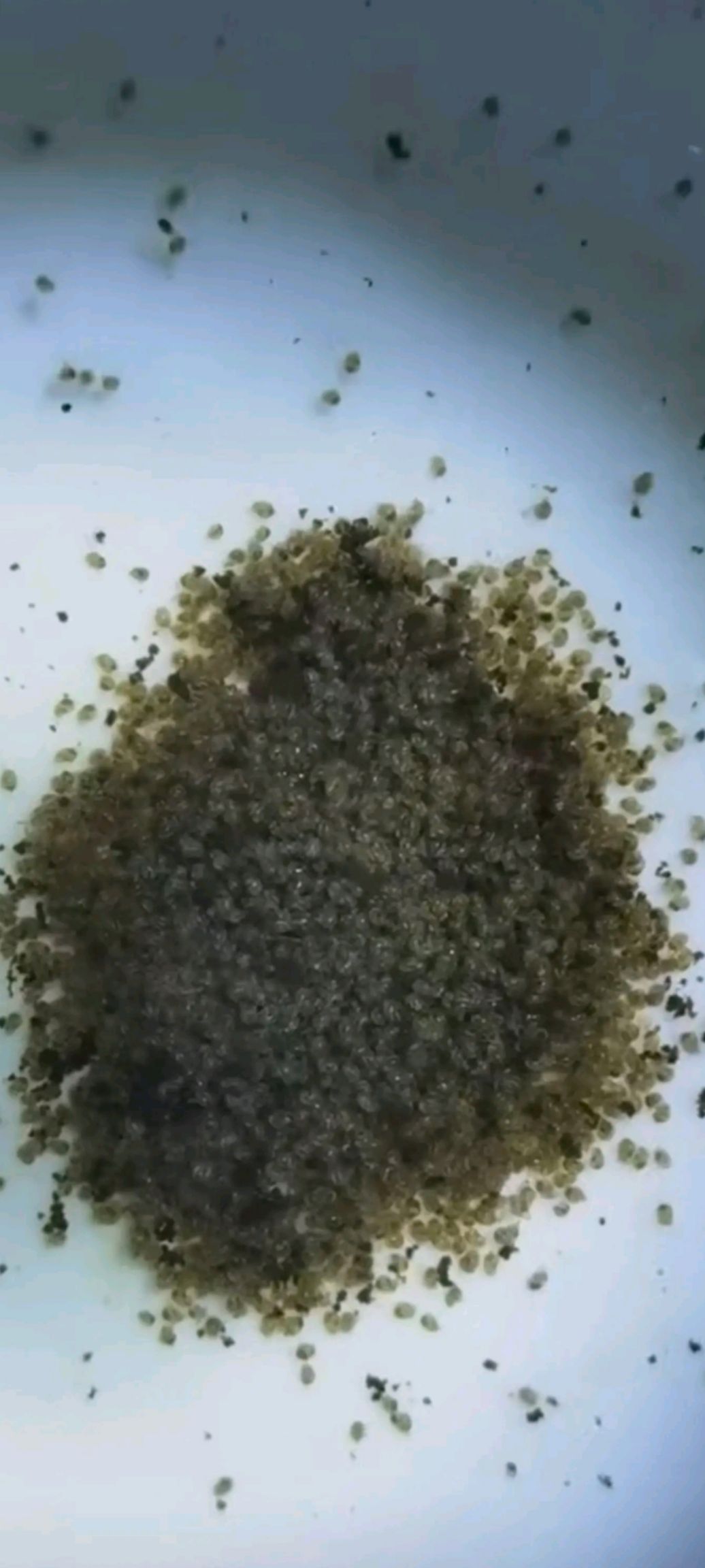 海南东风螺苗(花螺苗)落底,标粗