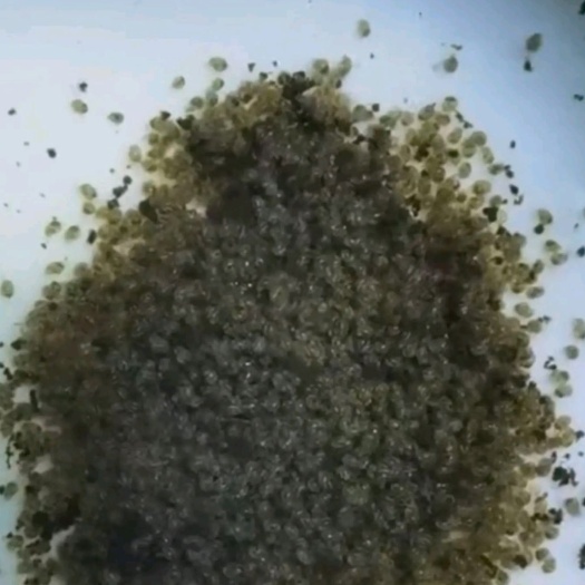 文昌市海南东风螺苗(花螺苗)落底,标粗