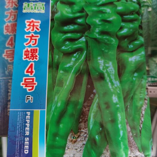 螺丝椒种子  东方螺4号螺丝辣椒种子，青果翠绿色,部皱褶明显,果型曲美,皮