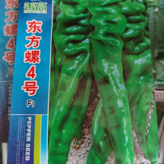 余干县螺丝椒种子  东方螺4号螺丝辣椒种子，青果翠绿色,部皱褶明显,果型曲美,皮
