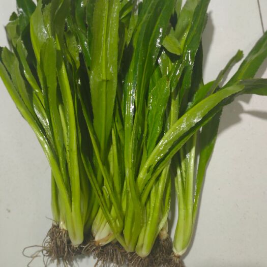 南宁老缅香菜大芫荽全国发货 泰国香菜 广西大香菜