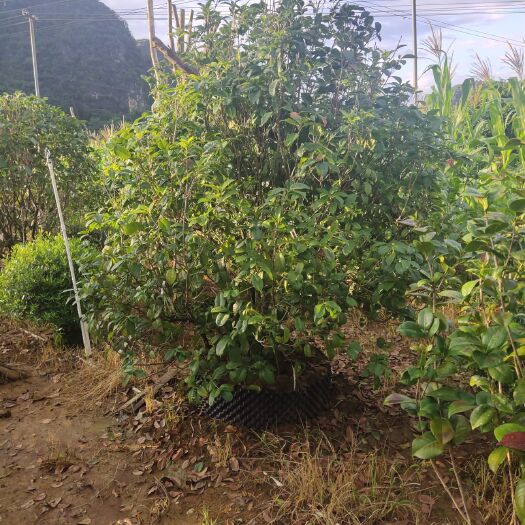阳朔县地笼桂花  地笼四季桂