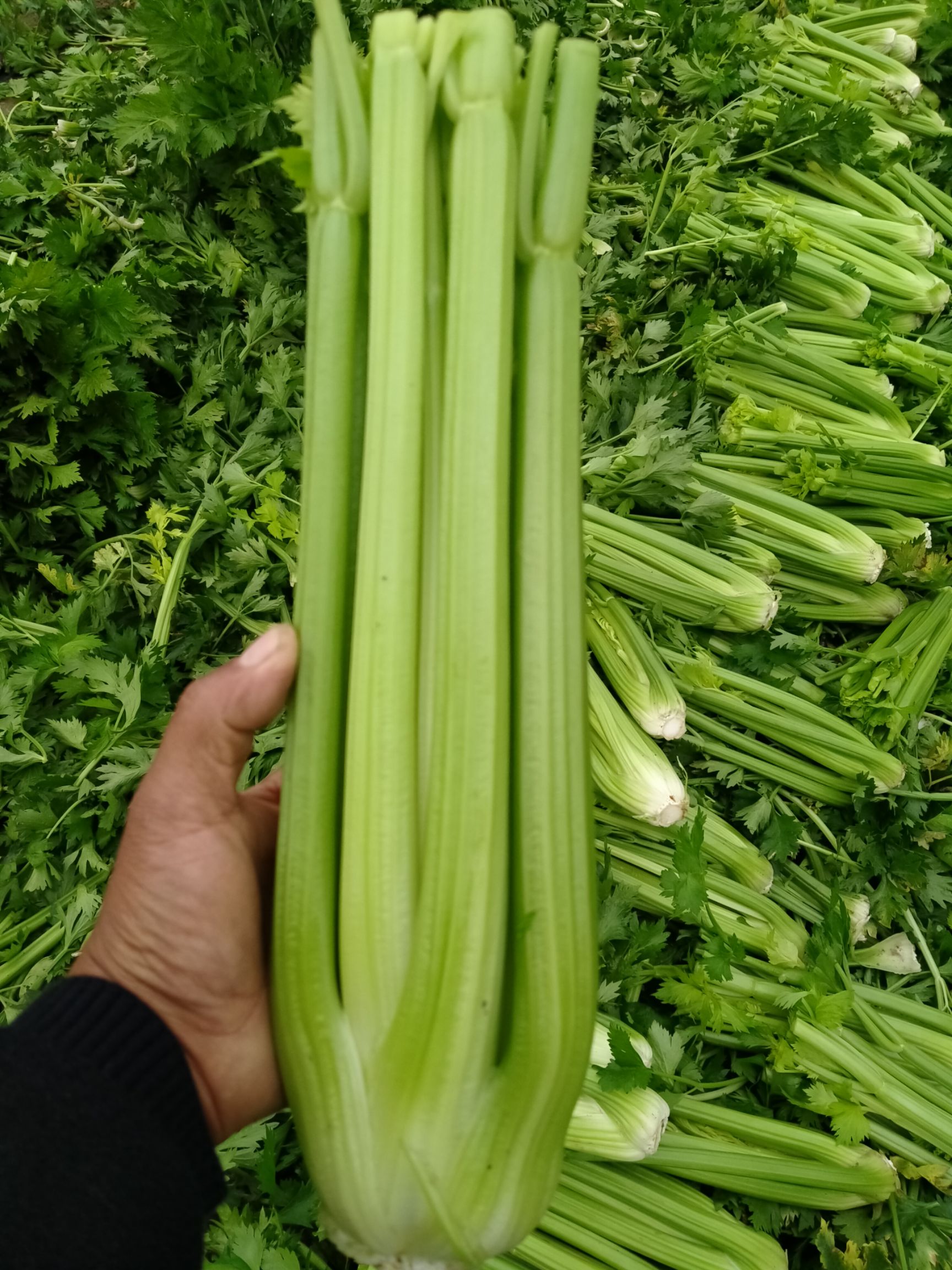 河南省鹿邑县基地西芹，脆甜，无丝，亮度好，大颗，中颗，小颗，