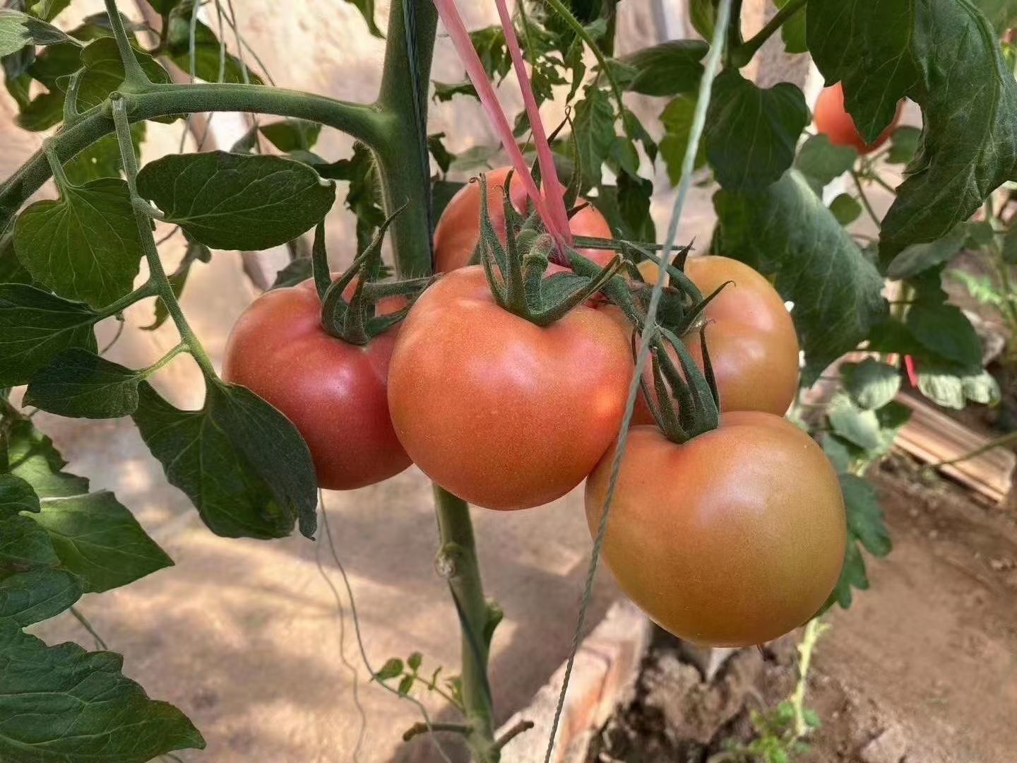 早秋延西红柿苗 大粉西红柿苗 莱顿105中大果型番茄苗