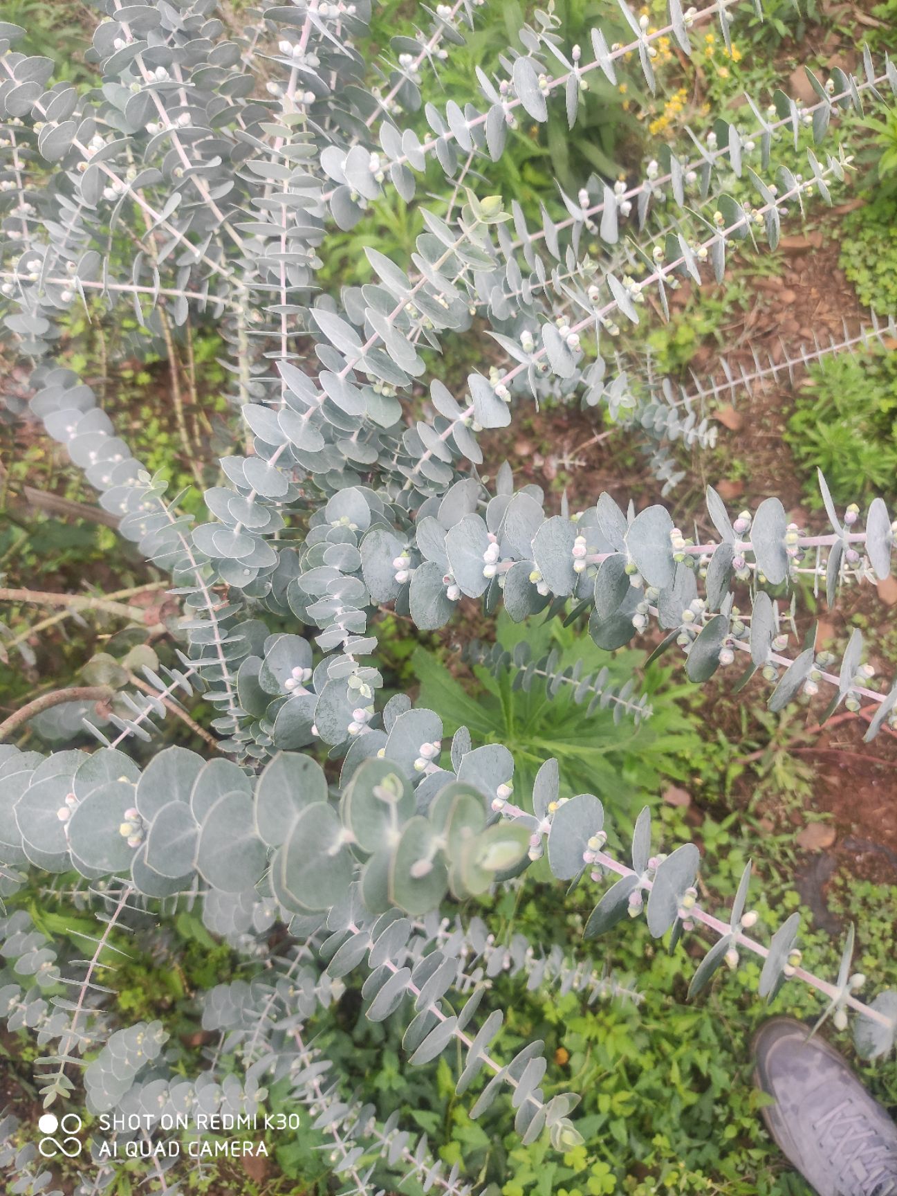 铜钱桉 鲜切花