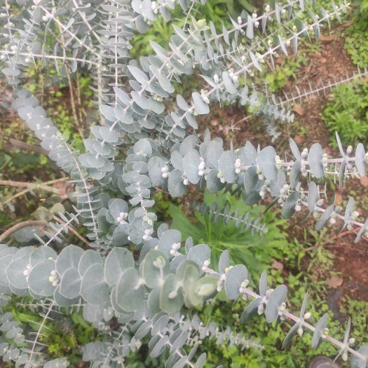 威宁县铜钱桉 鲜切花