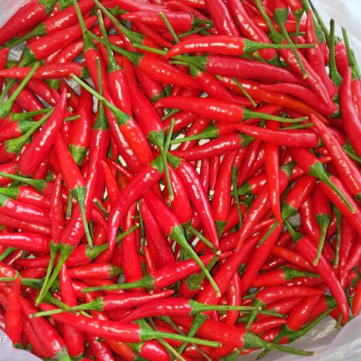 昆明小米椒  新鲜小米辣超辣剁酱特辣朝天椒