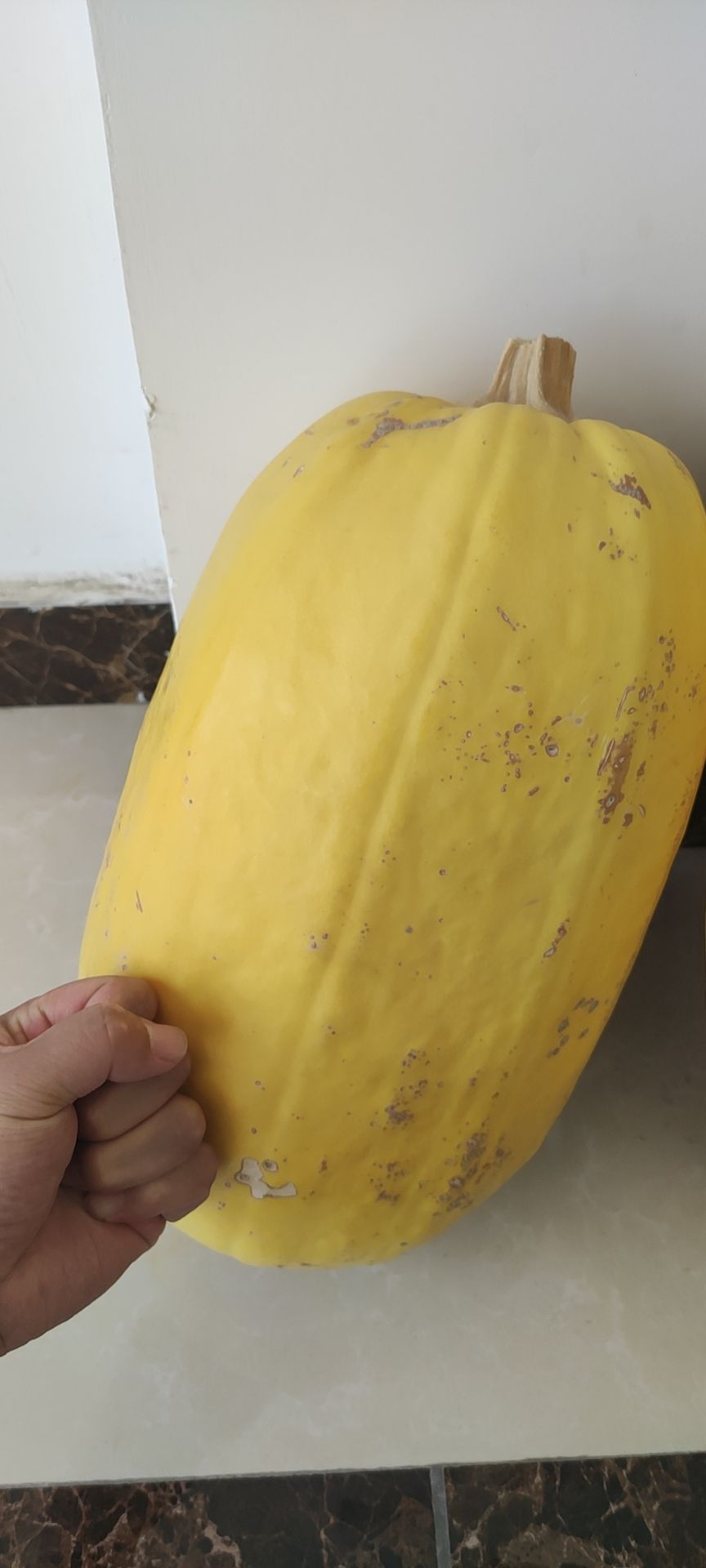 新疆金丝瓜金丝绞瓜
