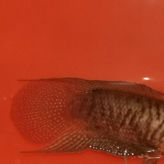 滑县中国斗鱼原生圆尾国斗批发