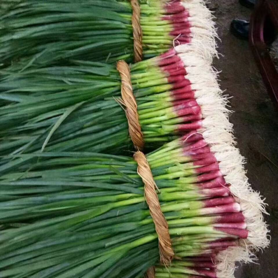 大蒜种子  精品蒜苗种子，四季寒蒜红根蒜苗种子欢迎来到实地考