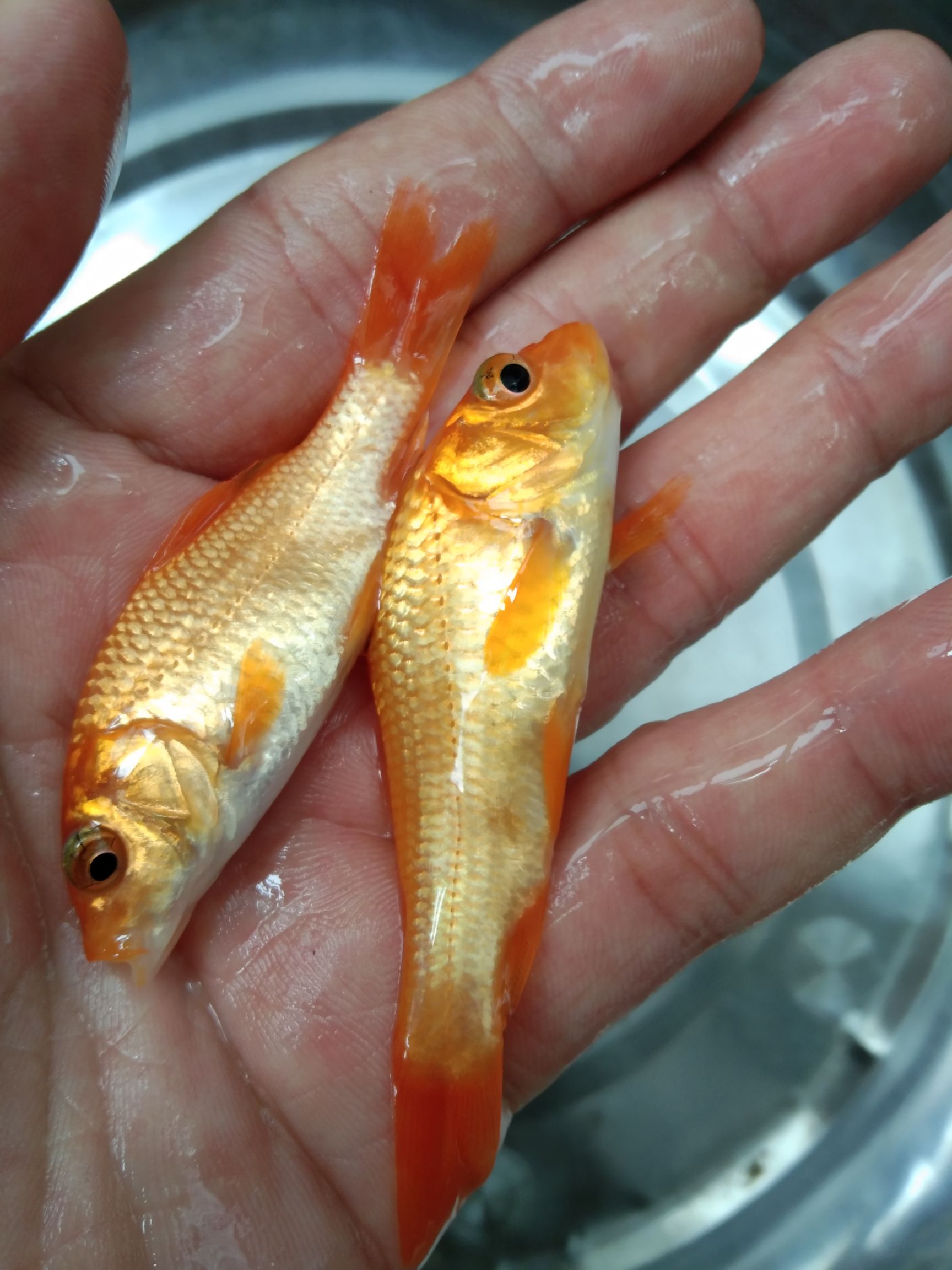 紅鯉魚苗，自產(chǎn)自銷，足量發(fā)貨