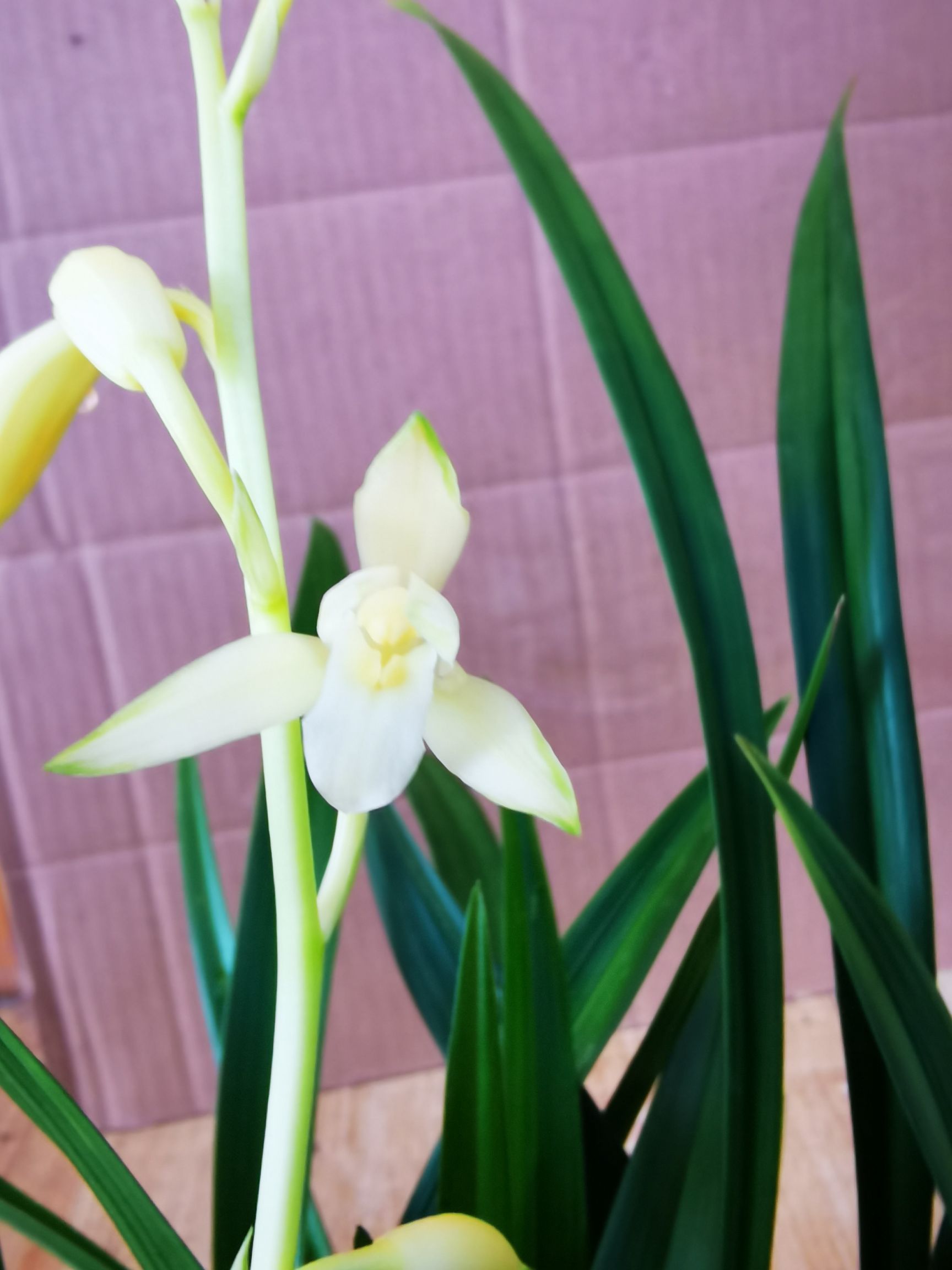 建兰铭品（青山玉泉）青山玉泉，素心绿爪。量大可以优惠