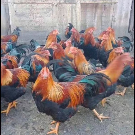 衡南县麻鸡苗 清远麻鸡苗 草原红鸡苗阉鸡苗红毛鸡质量优良包打疫苗