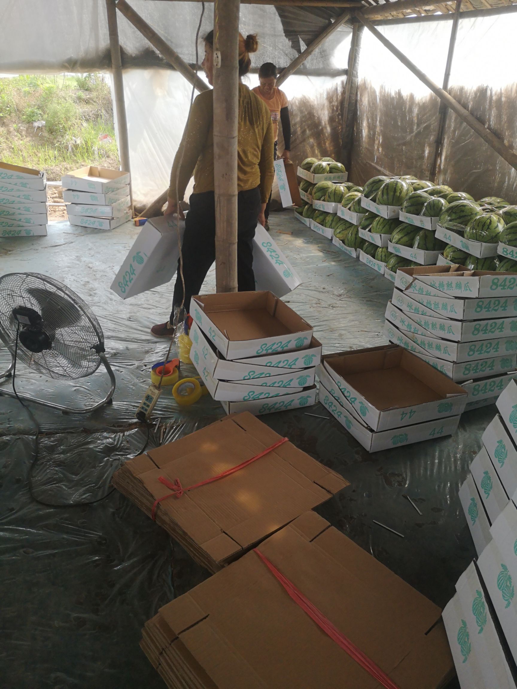 美都西瓜  美都大量上市，量多实惠，出价就卖。