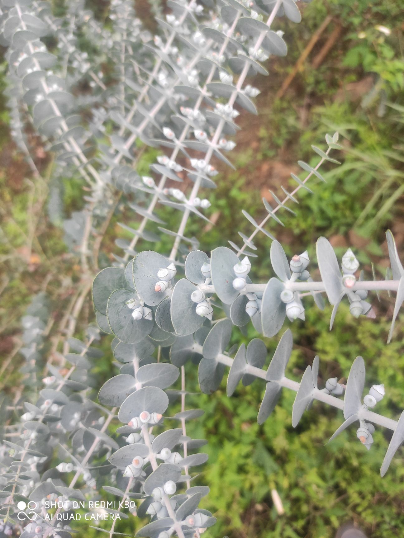 铜钱桉 鲜切花