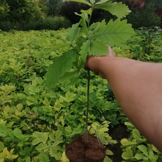 凌源市 蒙古栎杯苗出售预订量大优惠