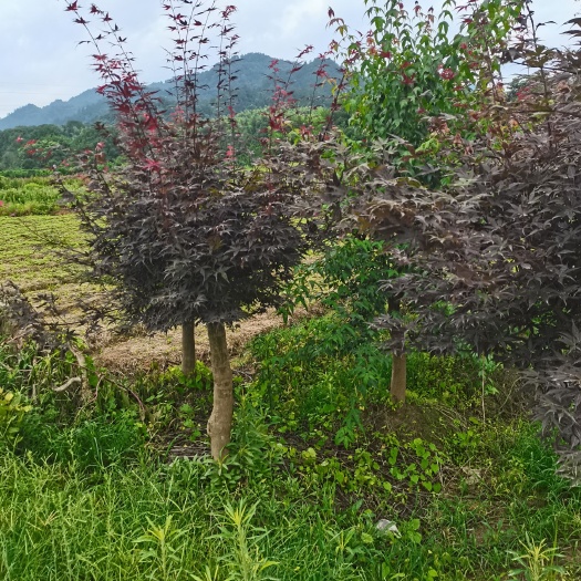 奉新县中国红枫
