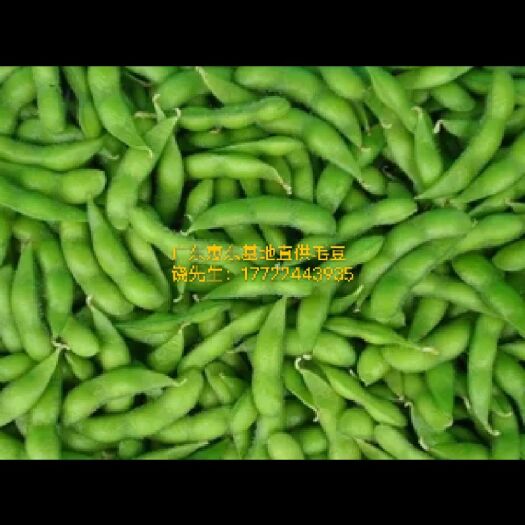 惠东县 基地直供毛豆