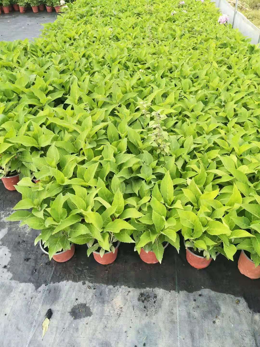  绣球花
