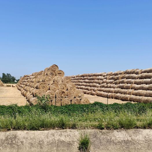 蒙城县 大量秸秆出售小麦秸秆