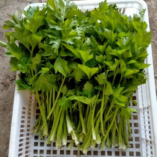 北京西芹 十年改良土壤，净土种植，无化肥无农药，无除草剂。味道浓郁清香