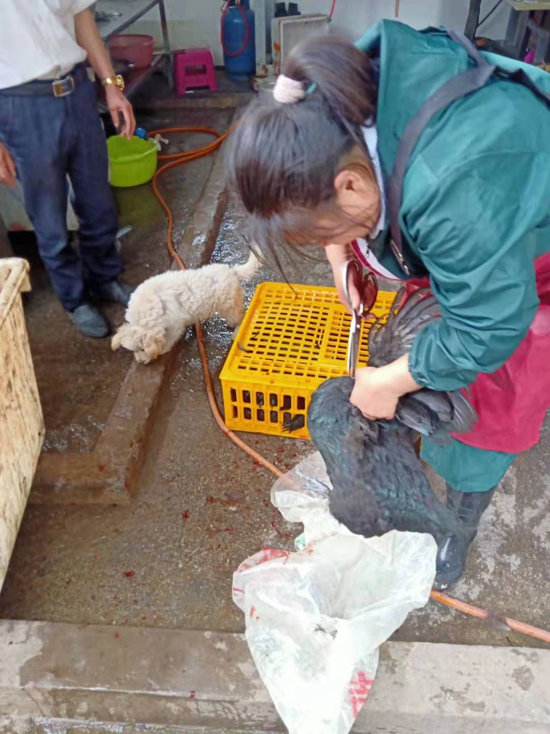 黑羽乌鸡 盐津乌骨鸡