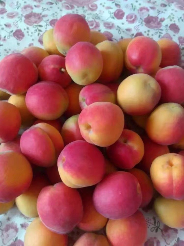 胭脂杏 串枝红杏大量上市了，欢迎你前来选购。