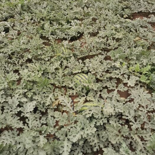 滦南县甜王西瓜  精品甜王产地直发