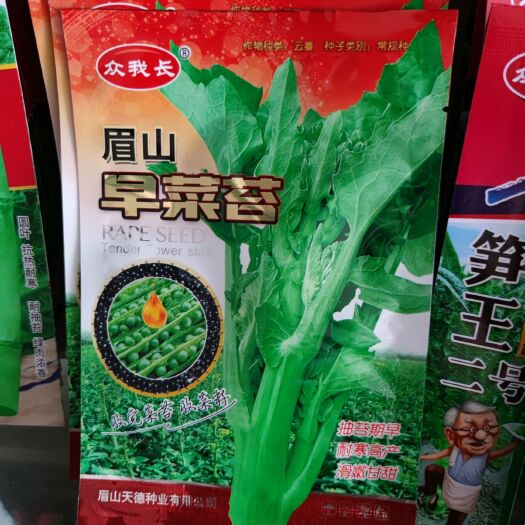 眉山早菜苔种子收完菜苔收菜籽甘蓝型早熟品种