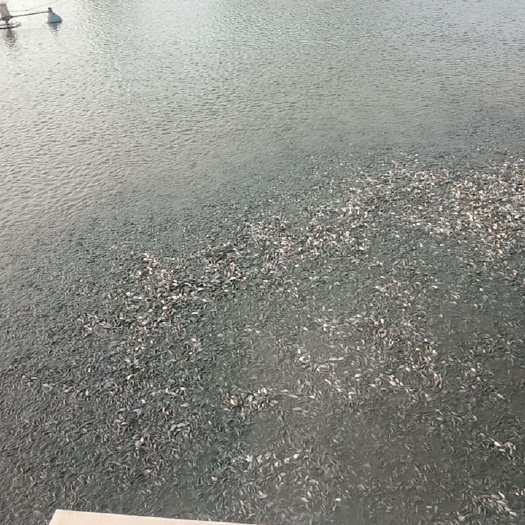 商丘鲤鱼苗 