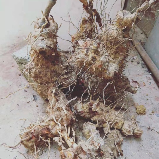 个旧市赤茯苓  土茯岑